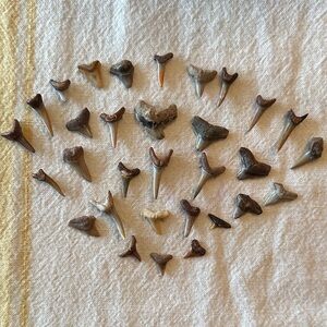Collection of Fossil Shark Teeth